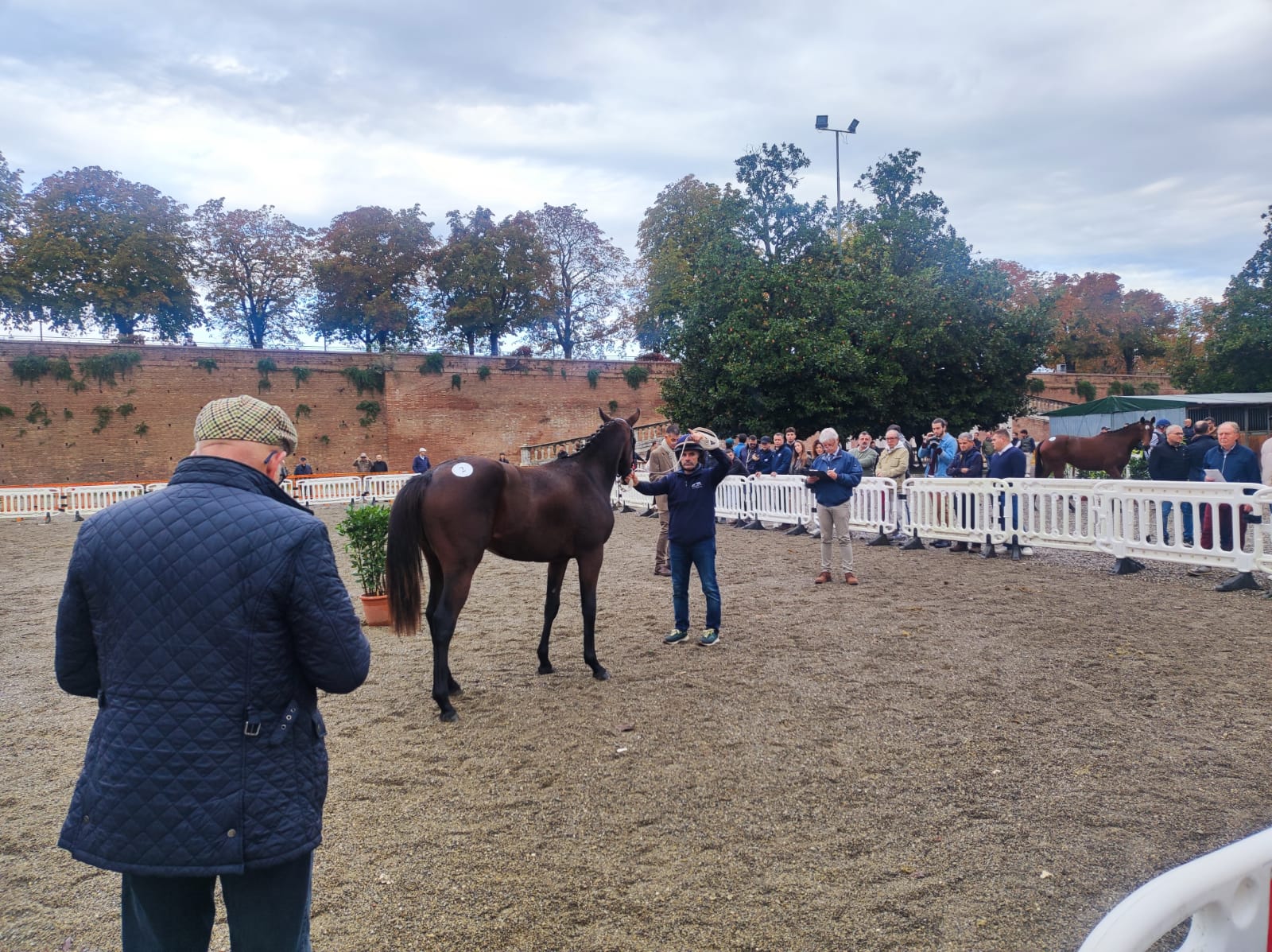 cavallo nel ring